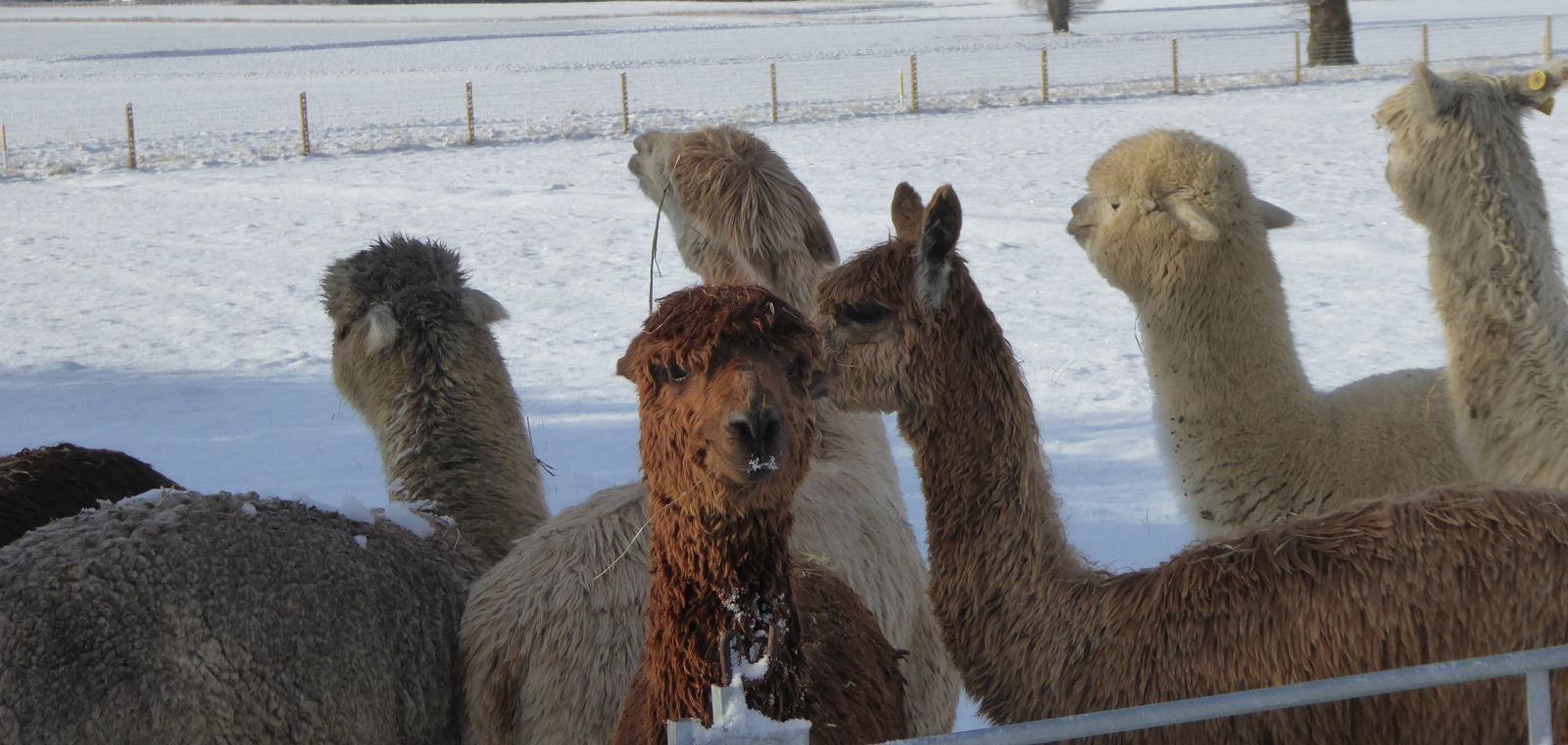 Eastern Alpaca Group – Working for Alpaca owners across East Anglia